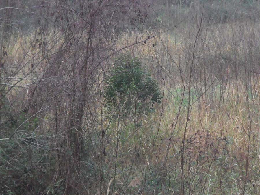 Ligustrum lucidum, ovvero esordio di un''invasione biologica